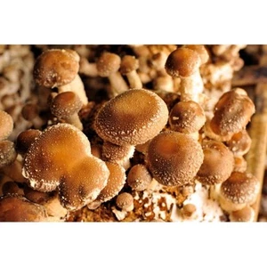 das ORIGINAL: Shiitake-Block PILZZUCHT Shitake einfach DAHEIM selbst züchten! - Bild 1 von 2