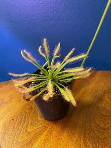 Drosera capensis white | Cape Sundew | Carnivorous Houseplant | Potted - Picture 1 of 2