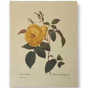 P.J. "Impresión de arte botánico Redoute Rosa Indica Rosier Des Indes Jaune #122- 8 1/2x11""" - Imagen 1 de 1