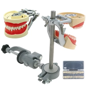 Kilgore NISSIN 200 style Dental Typodont Teeth Model 32 pcs Teeth Mounting Pole - Picture 1 of 86