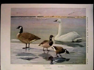 PLACA 20 aves de Nueva Inglaterra 1932, Louis Agassiz Fuertes GOOSE, CISNE - Imagen 1 de 3
