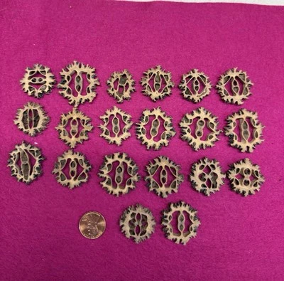 Rebanadas de concha de nogal negro para manualidades - 20 piezas - vintage Foto 1 de 3