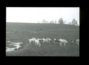 Lantern Slide 1915 Good Pasture, Cows, John Martin Hammod Pictorilist Photograph - Picture 1 of 1