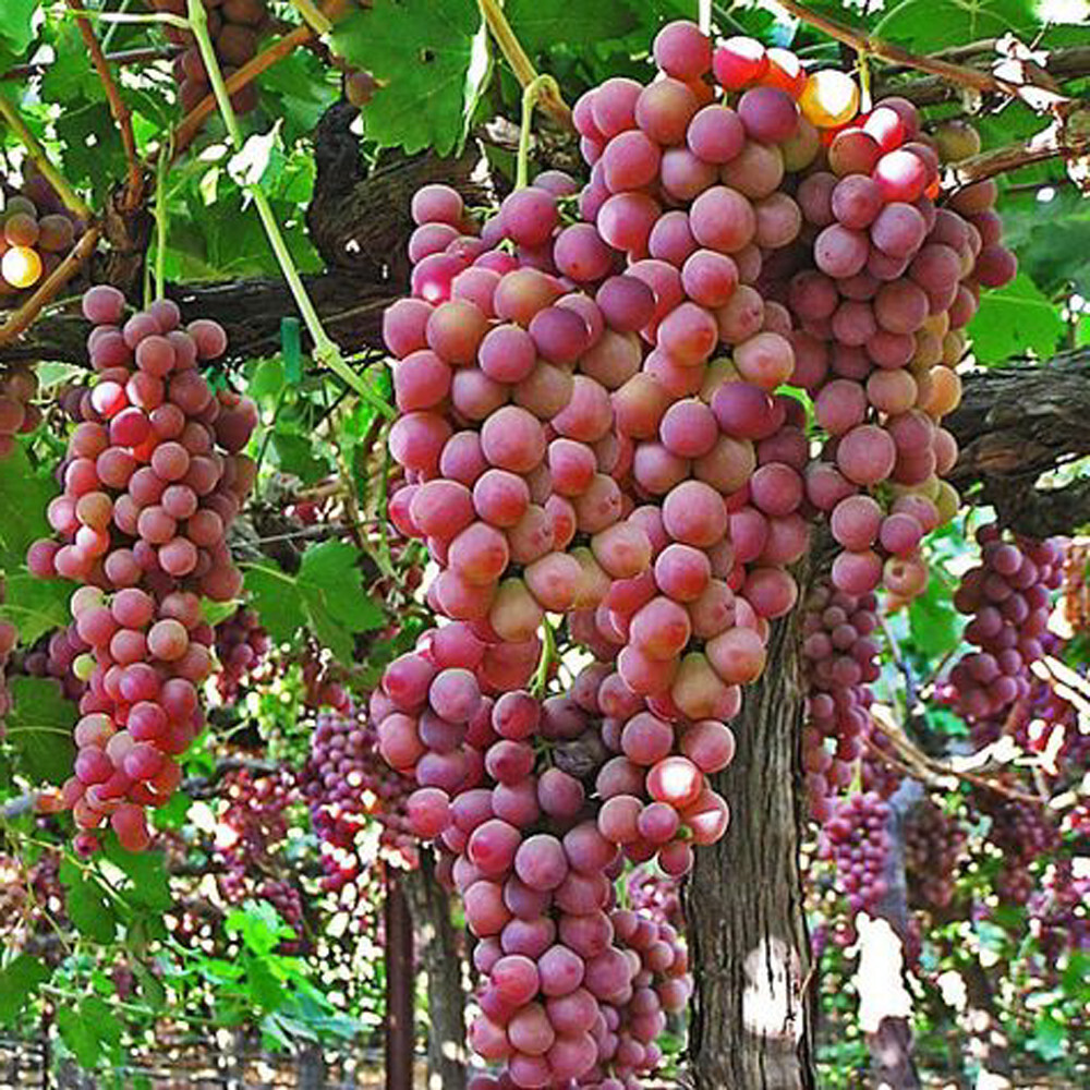 Grapevine Vines for sale | eBay