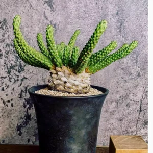 Planta suculenta de cactus de 6-7 cm Euphorbia inermis hermosa planta de múltiples cabezas - Imagen 1 de 12