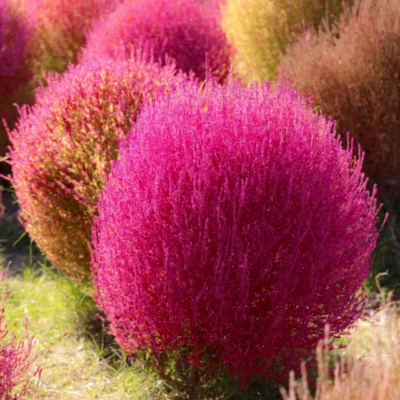 Kochia scoparia (Burning Bush Grass) 100 - 5,000 Seeds •RARE Garden Flowers | UK - Image 1 of 4