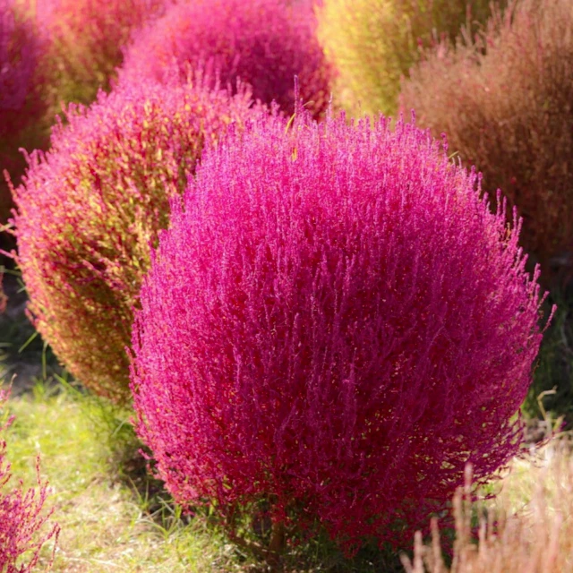 Kochia scoparia (Burning Bush Grass) 100 - 5,000 Seeds •RARE Garden Flowers | UK - Image 1 of 4