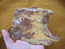 (G471-61) 6" Gator Alligator hide tongue scrap leather skin piece croc craft