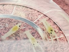 Live White Alleni Juvenile Crayfish / Craylings *read description*