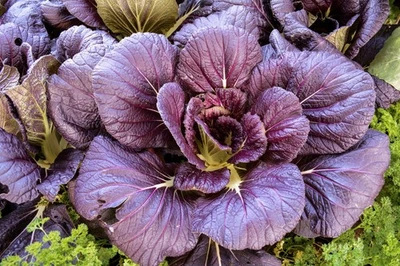 SEEDVILLE USA 1500 RED GIANT MUSTARD Ornamental Japanese Greens Herb Vegetable Brassica Seeds