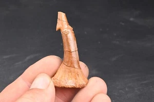 Dent fossile de poisson scie Onchopristis Numidus du Maroc Requin 54mm - Picture 1 of 4