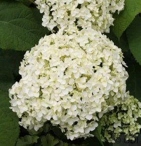 Ballhortensie Annabelle 80-100cm - Hydrangea arborescens - Bild 1 von 1