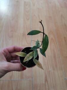 Hoya Lacunosa Laos Jungpflanze 