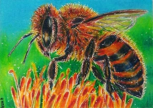 Impresión ACEO ABEJA MELÍFERA - Insecto estatal de 19 estados animales salvajes boceto por EMMA - Imagen 1 de 3