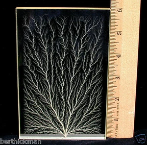 4" x 6" x 1/2" Captured Lightning Vertical Tree Lichtenberg Figure Sculpture - Picture 1 of 8