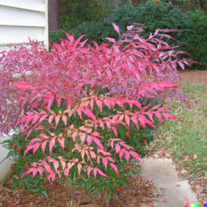 20+ Heavenly Bamboo (Nandina domestica) Seeds | Ornamental & Medicinal Shrub - Picture 1 of 7