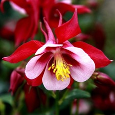 1 Pack 50 Red Aquilegia Columbine Seed Long Bloom Season Hardy Flower Seed S075