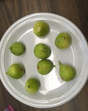 green Fig, LIVE POTTED PLANT, Fruit Tree, Cold Hardy-- 4" to 6" TALL