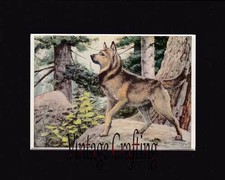The Norwegian Elkhound From paintings by Louis Agassiz Fuertes