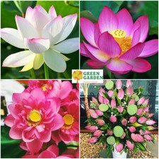 10 Seeds Lotus Flower Nelumbo Nucifera Sacred Lotus Water Lily Mixed colors