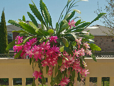 Epiphyllum X Hybridus Cactus Orquídea 2 X Esquejes De 12 - 15 Cm Aprox • 8.55€