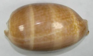 CYPRAEA CERVUS 111.77mm BEAUTIFUL SPECIMEN Boynton Reef, Florida - Picture 1 of 4