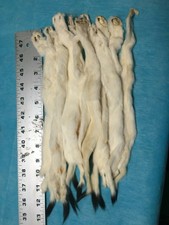 New listing
Wholesale Lot of 10 White Ermine w/ Tails 12" - 13" / Indian Arts Crafts