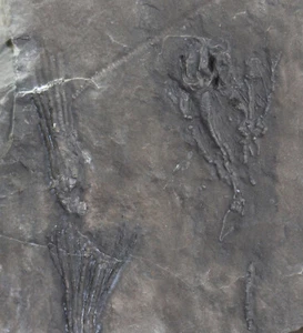 Cystoidea, Cheirocystis anatiformis, Ordovizium, Neuville Fm,Quebec, Kanada-c380 - Picture 1 of 5