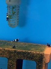 5 Black King Kong Very Healthy And Active