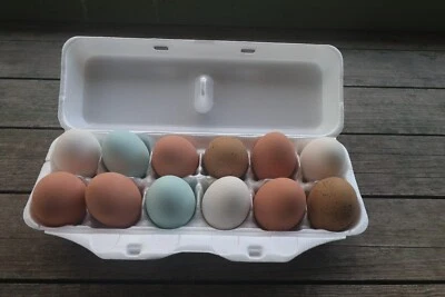 CHEEP CARTONS Styrofoam Bulk Egg Cartons (50 pack) White