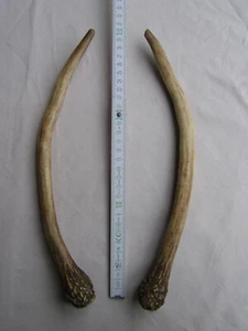 Geweihstangen Paar Rotwild- Spieser. Länge 30cm. - Bild 1 von 2