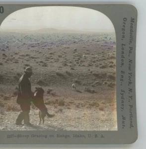 Schafe grasen auf der Range Idaho ID Stereoview - Bild 1 von 4