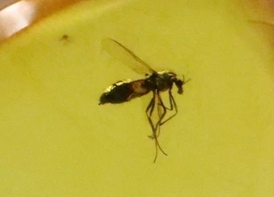 Bernstein Anhänger mit Insekt, 925 | Baltischer Bernstein mit Fossil |... - Bild 1 von 4