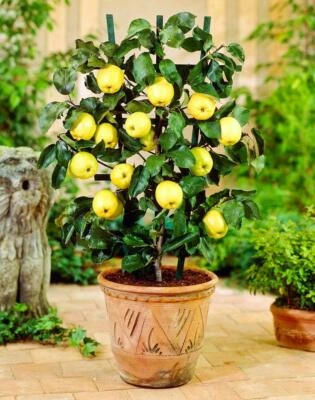 Apple Tree Pot Plant Seeds Indoor Outdoor Plants Rare Bonsai Dwarf Apples Exotic - Image 1 of 2