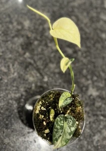 Scindapsus ‘Mayari’ - Established, Actively Growing Plant - Picture 1 of 3