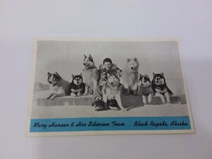 Alaska Siberian Husky Dog Sled Team Postcard Mary Hansen Black Rapids Alaska  - Picture 1 of 2
