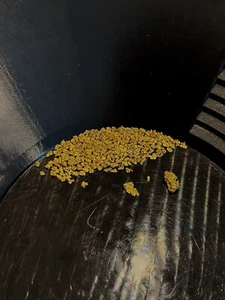 PEPITA D'ORO Paydirt 1+ GRAMMI GARANTITA con BELLISSIMA PEPITA - Foto 1 di 7