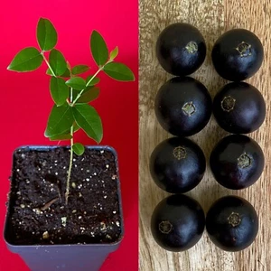 Jaboticaba Plinia Coronata Jabuticaba Fruit Tree tropical Plant VERY RARE! - Picture 1 of 8