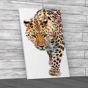 Close Prowling Leopard Canvas Print Large Picture Wall Art - Picture 1 of 12
