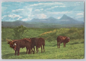 Postal 1959 Querido Doctor Ruanda a Dallas TX - Imagen 1 de 3