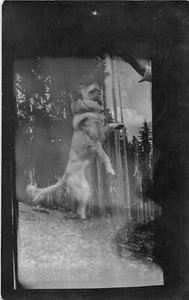 F30/ Rosyln Washington RPPC Postcard 1915 Dog Jumping for Food - Picture 1 of 4