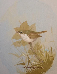 David Andrews (*1938) Aquarell & Gouache Jugendweidenwarbler im Gras - Bild 1 von 4