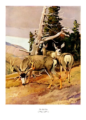 1957 Vintage Print Game Hunting Mule Deer Sport Trees Field Nature Horns - Image 1 of 2