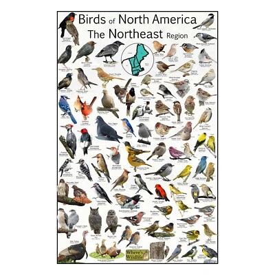 Where's Wildlife Birds of North America The Northeast Region - Póster de aves Foto 1 de 4