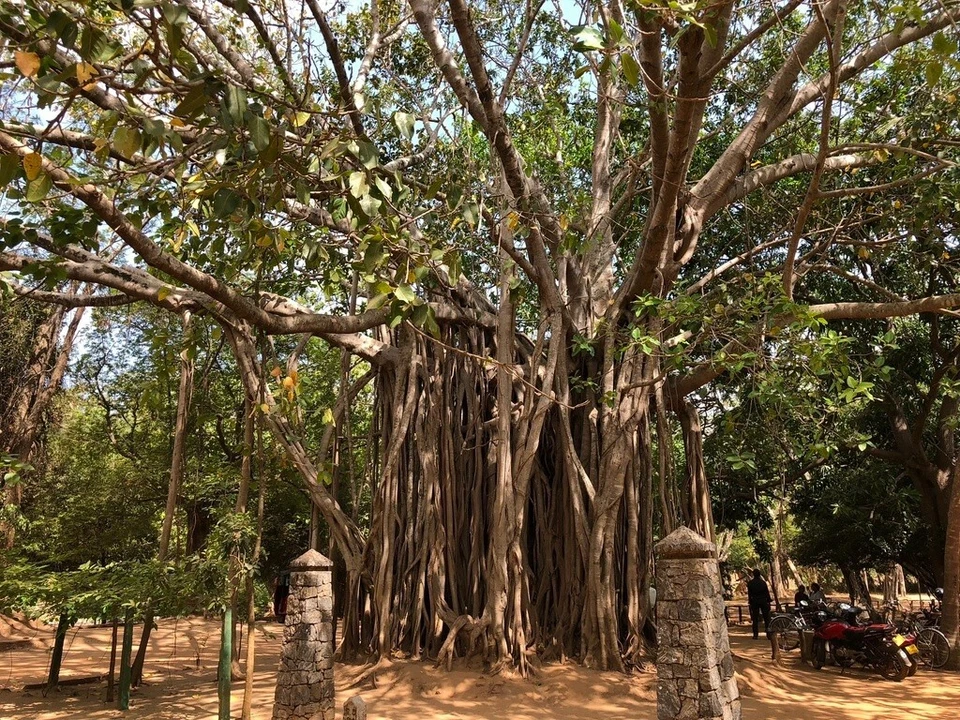 Semillas de árbol Ficus Benghalensis, semillas de higo de baniano, higo de Bengala, bonsái, indio Foto 1 de 4