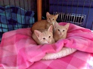 SPONSOR GINGER KITTEN SISTERS FAMILY HELPS FEED VET CAT SANCTUARY RECEIVE PHOTO - Picture 1 of 1