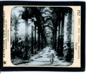 Date Palms Alexandria Egypt Keystone Glass Magic Lantern Slide - Picture 1 of 1