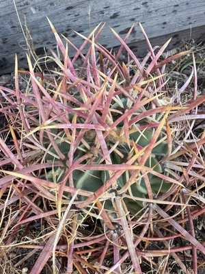 CottonTop Cactus, Echino - polycephalus, Red barrel Cactus, RARE - Image 1 of 4