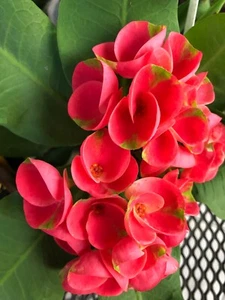 THAI HYBRID CROWN OF THORNS  EUPHORBIA MILII  MANDY   ROOTED CUTTING large bloom - Picture 1 of 2