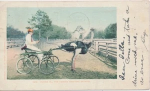 1904 Chicago Illinois Oliver W Famous Trotting Ostrich Postcard #300 1c Franklin - Picture 1 of 2